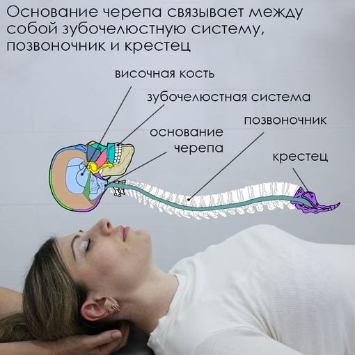 Неправильный прикус <br>и основание черепа – <br>как одно влияет на другое