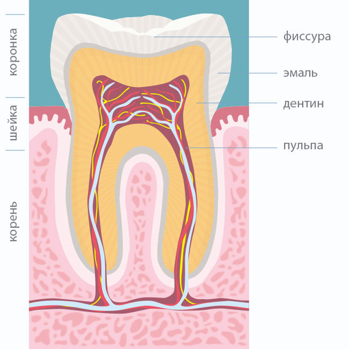 Виды и степени поражения зуба кариесом